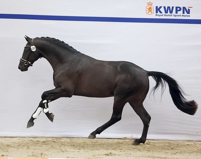 Tzadok (by Mauro Turfhorst x Ferdinand)