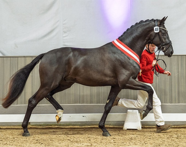 Champion Stallion by So Perfect x Dream Boy :: Photo © Recki