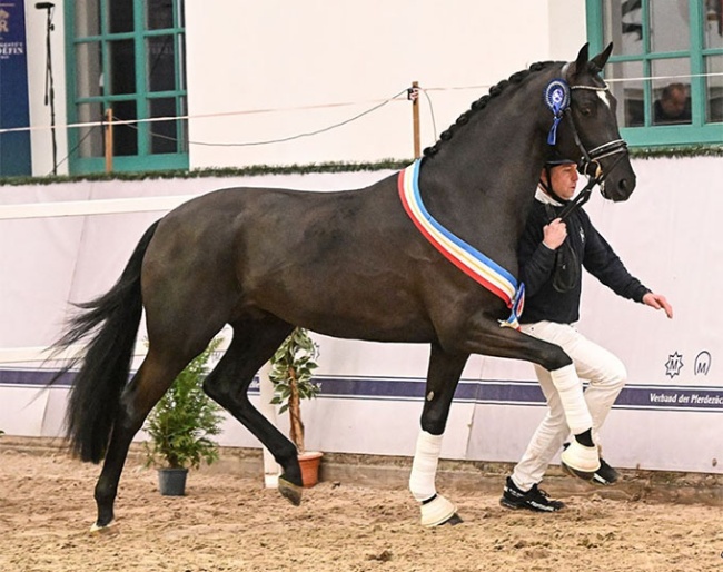 Exact PS (by Escanto PS x Secret x Zonik x Sir Donnerhall) :: Photo © Kiki Beelitz