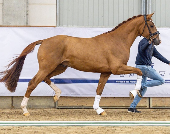 T-Roc (by Total Diamond x Furst Wilhelm)