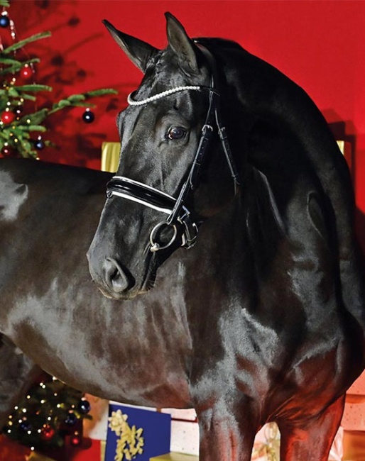 14th Oldenburg Special Edition