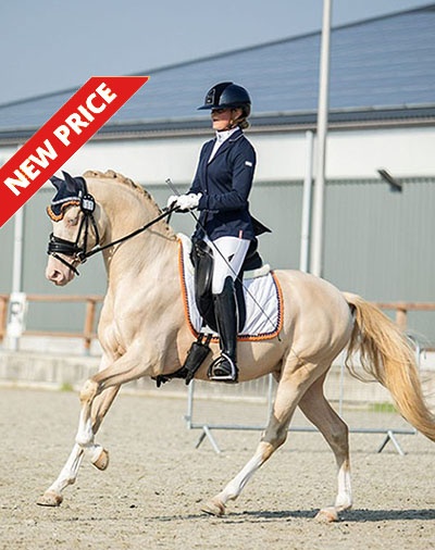 Cream de Luxe DV (by Cassanova du Bois x Veenstra’s Promise)