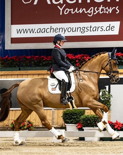 Sheepcote Jackson (by Johnson x Don Primero)