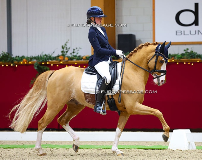 Helena Theeuwes and Mochyndaear Dragonfly in Amber at their last CDI as a pair: the 2025 CDI Kronenberg Indoor :: Photo © Astrid Appels