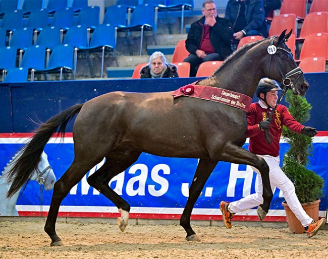 The champion of the 2026 Brandenburg Stallion Licensing in Neustadt/Dosse :: Photo © Bjorn Schroeder