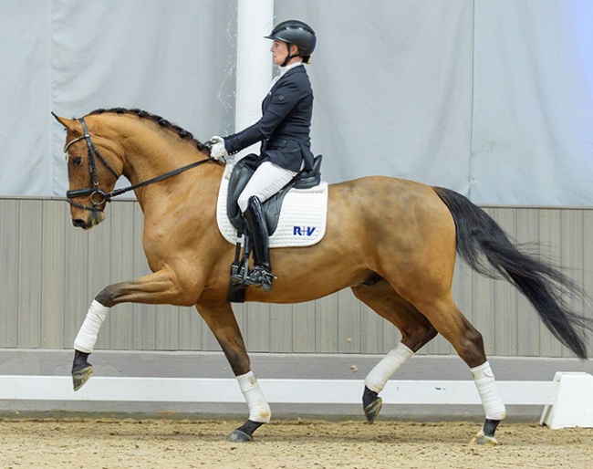 Bennedictus (by Bonds x Quaterback) :: Photos © Recki media