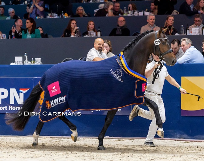 Tony Gold, champion of the 2026 KWPN Stallion Licensing :: Photos © Dirk Caremans