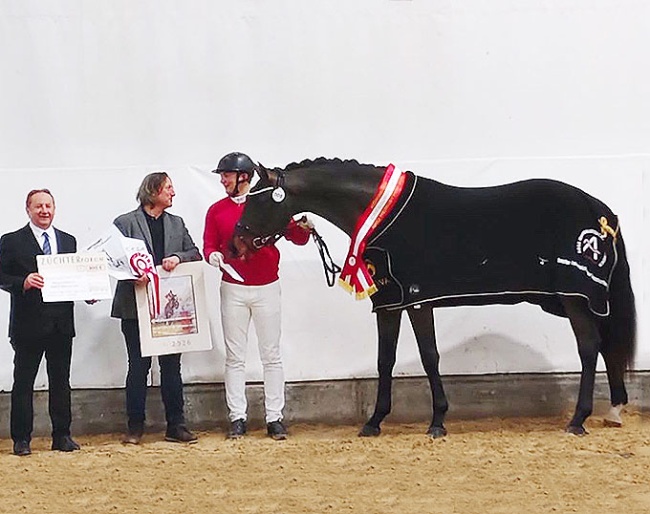 Konstantin K is the champion of the 2026 Austrian Warmblood Stallion Licensing 