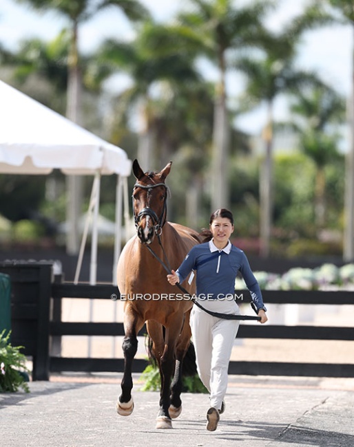 Akiko Yamazaki and Grey C Carrus trotting up for the 2026 CDI Wellington on 5 - 8 February 2026