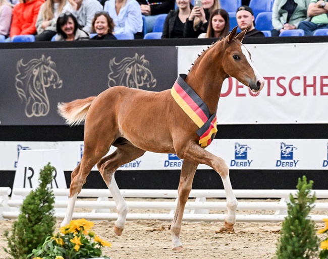 Foal auctioned during the Bundeschampionate