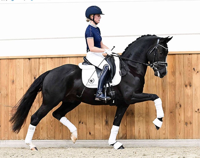 Lincoln van den Hout (by Sloot's Sir Thor x De Goede Ree's Alwin) 