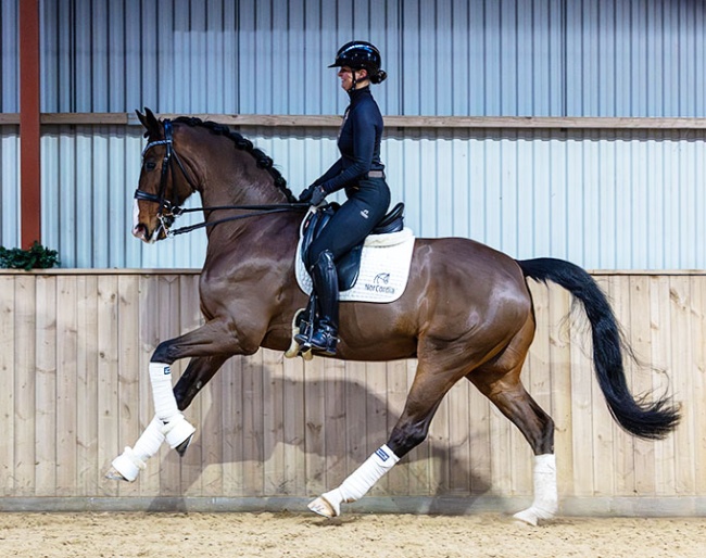 Bastardos (by Donkey Boy x Don Schufro)