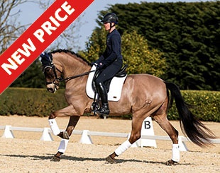 Donatelo VI (by Divo PM x Pegaso IV)