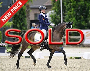 Nice One at the 2024 European Pony Championships