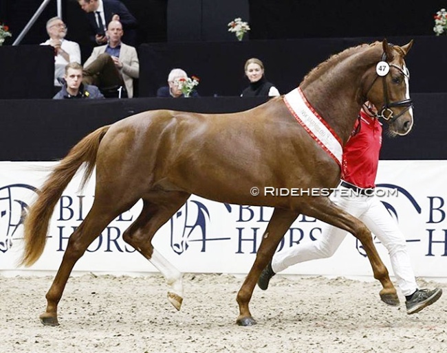 Fireball (by Fifty-Fifty x Blue Hors Don Schufro) :: Photo © Ridehesten