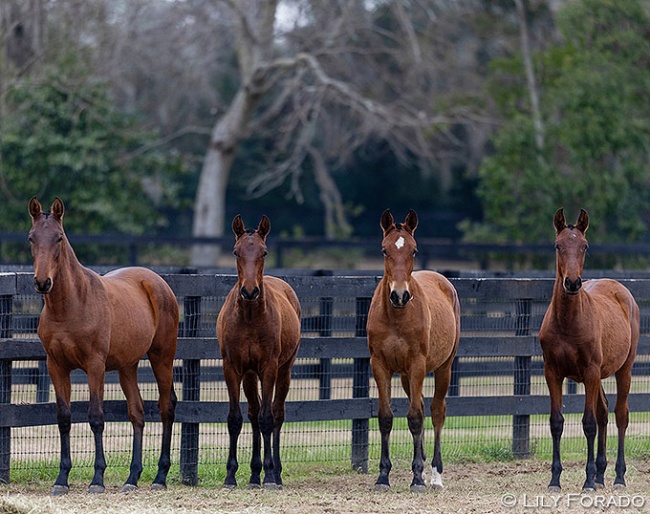2025 US bred PRE horses at Hampton Green Farm, now turning yearlings :: Photo © Lily Forado