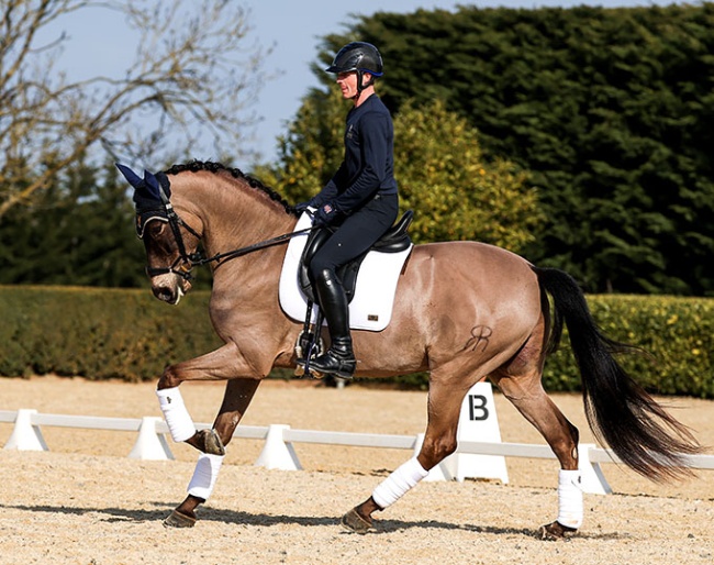 Donatelo VI (by Divo PM x Pegaso IV)