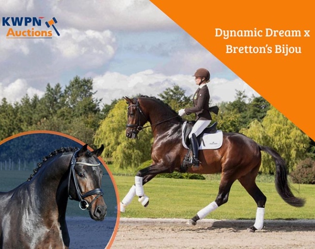 KWPN Online Broodmare & Embryo Auction!