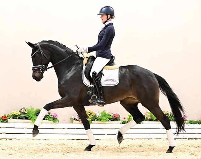 OLHPr.A  Charleen (by Total McLaren x Furst Romancier) - An ultra-modern dressage diva who impresses from her very first appearance