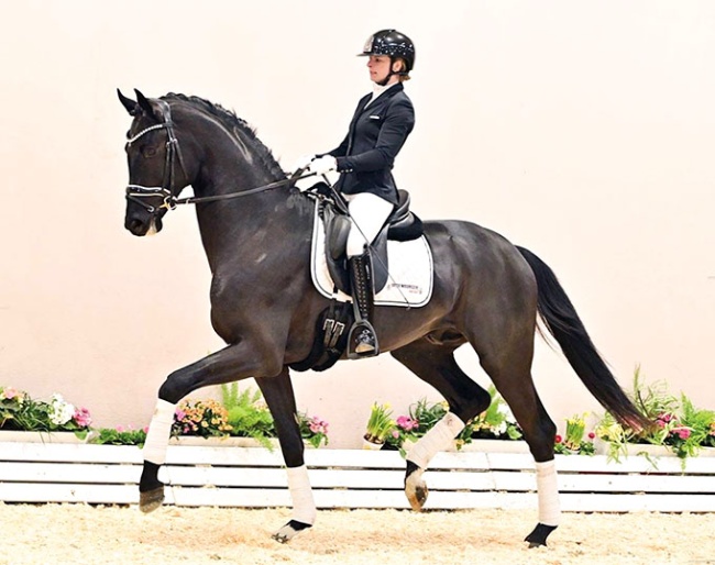 Licensed stallion Safir (2023, by Sir Donnerhall x Bretton Woods)