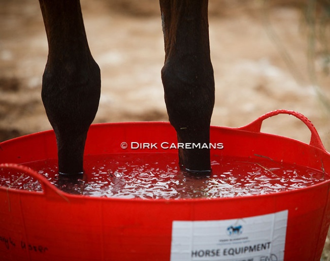 Horses' legs being iced at the 2018 World Equestrian Games :: Photo © Dirk Caremans