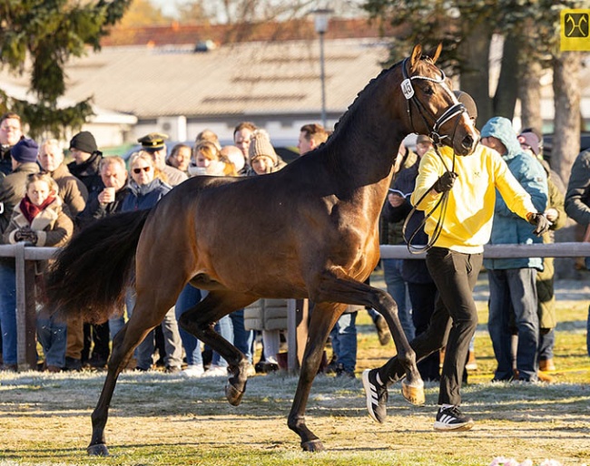 Søbakkehus Danny Ocean at the 2025 Hanoverian Stallion Licensing in Verden last October :: Photo © Hannoveraner Verband