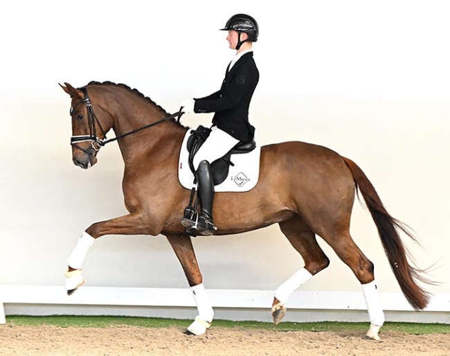 Mirabelle, 5-YO mare by My Vitality x Bon Bravour