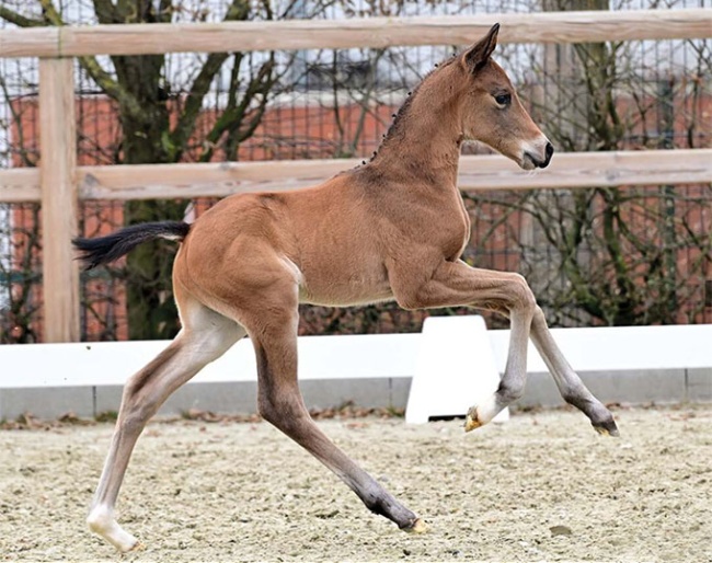 Espoire Gold (by Escolar out of OLHPrSt. Weihe’s Happiness OLD (by Dynamic Dream – Sir Donnerhall I – Don Schufro))