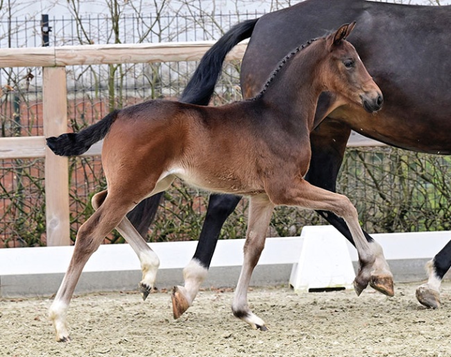 Samt und Seide, filly by Sebastino PS x Furstenball