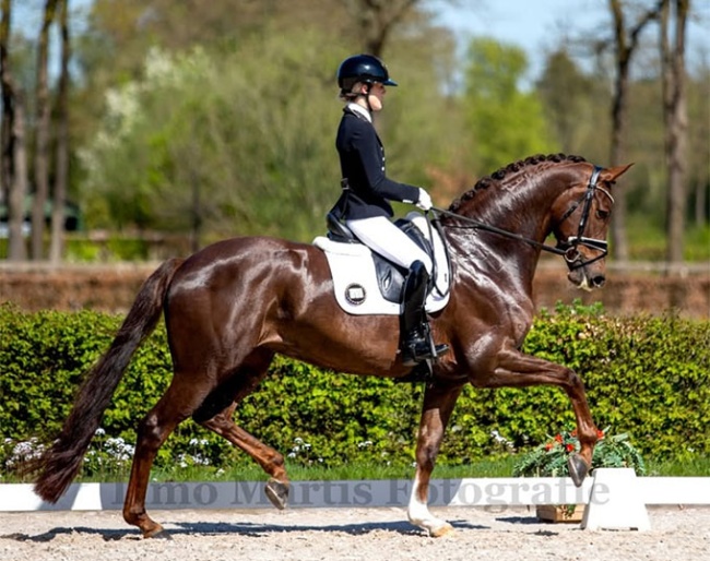 Franka Loos on Rose Bel Taonga at the first Dutch WCYH selection trial in Ermelo :: Photo © Timo Martis