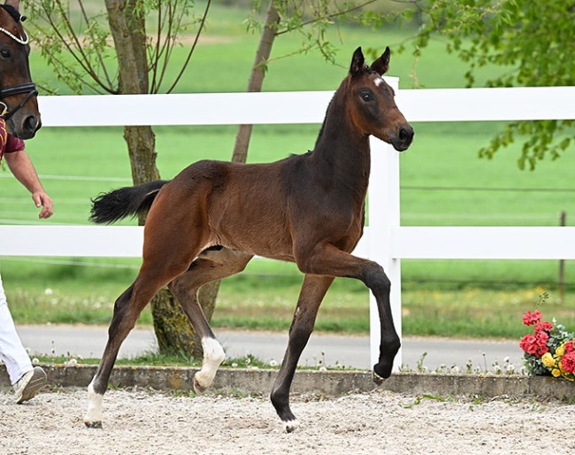 Touch of Success (by Tesino RS x Benetton Dream)