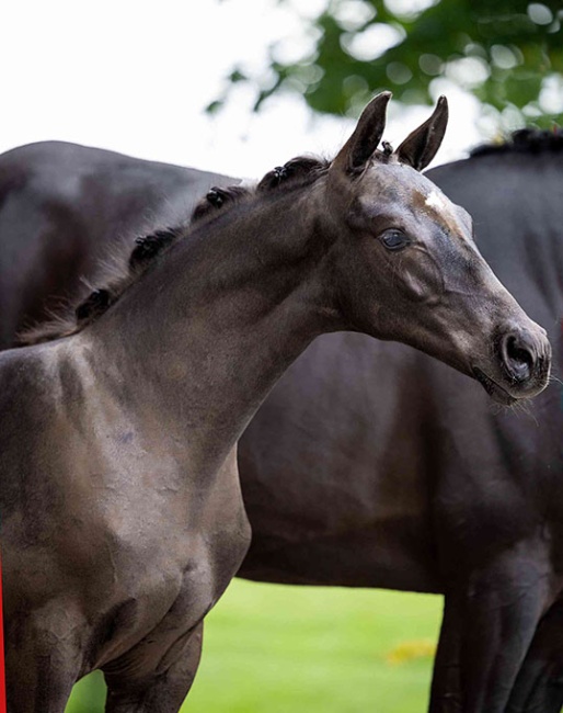Watch Me Dance is by So You Can Dance x Romeo x Connaisseur. 
