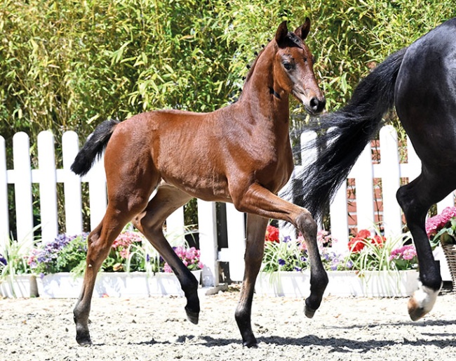 Veilchen (by Viva Vitalis x Fahrenheit)