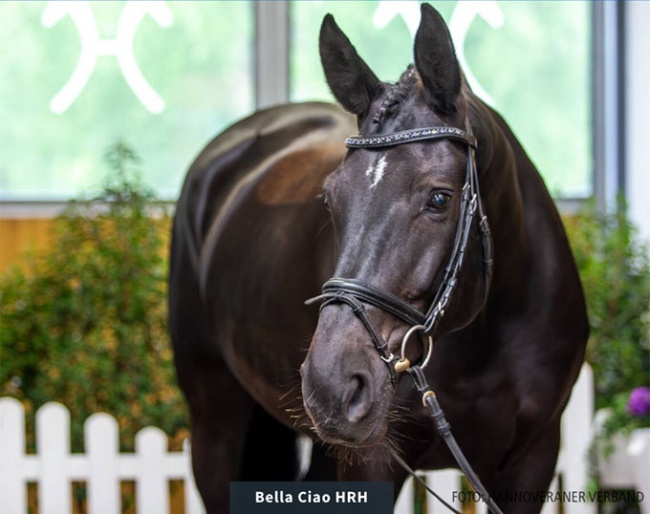 Bella Ciao HRH (by Bernay x Destano)