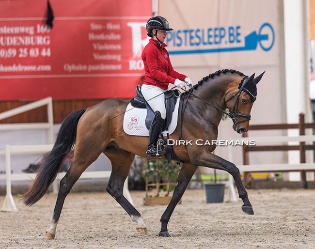 Velvet Begijnhoeve at the 2025 BWP Stallion Licensing saddle test in Lier :: Photo © Dirk Caremans
