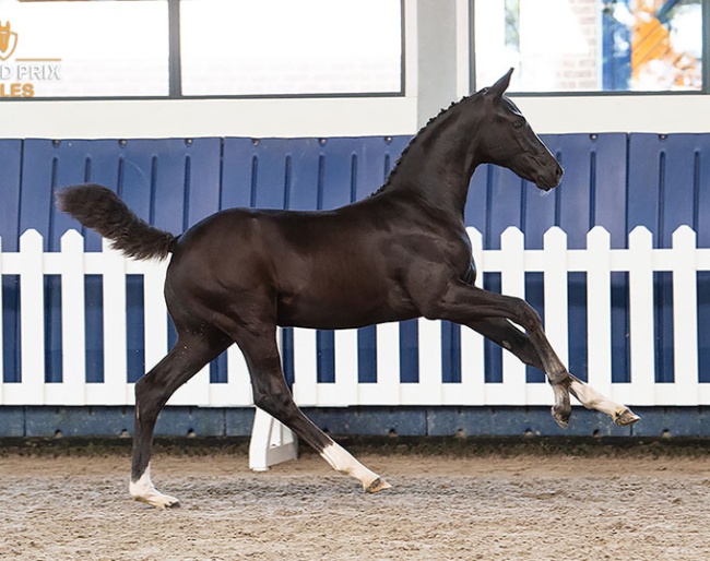 Winvasion VK (Zonik Plus x Damon Hill) Filly