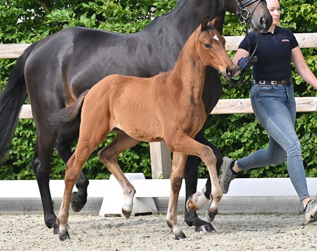 Jackpot (by Johnson x Glamourdale x Furstenball)