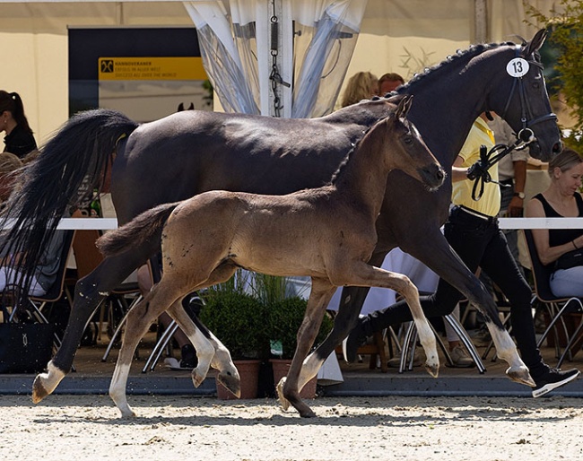 Salvatore (by Secret x Don Martillo) :: Photo © Hannoveraner Verband