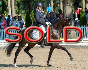 Curly OLD at the Bundeschampionate :: Photos © Equitaris
