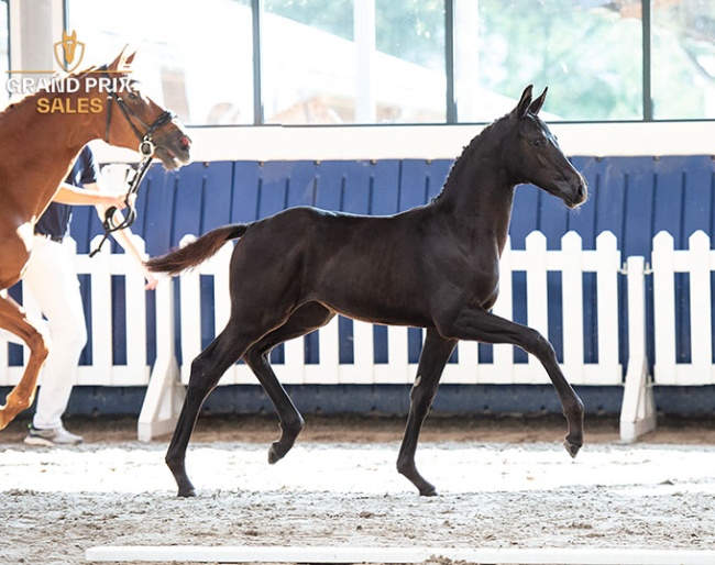 Wara Morka (McLaren x Toto Jr) filly