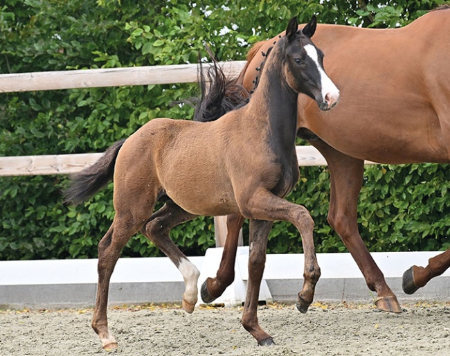 Ti Amor (by Total PS x Vivaldos x His Highness)