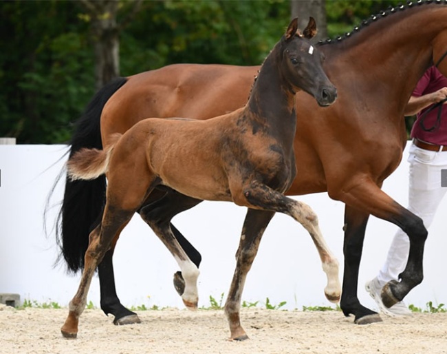 Viva Amor (by Viva Vegas x Furst Romancier)