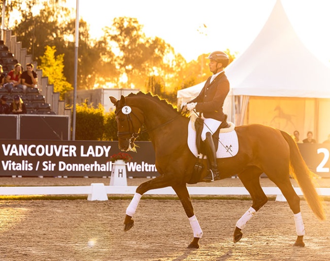 Vancouver Lady in the auction while the sun was setting at the 2026 WCYH :: Photo © Hannoveraner Verband