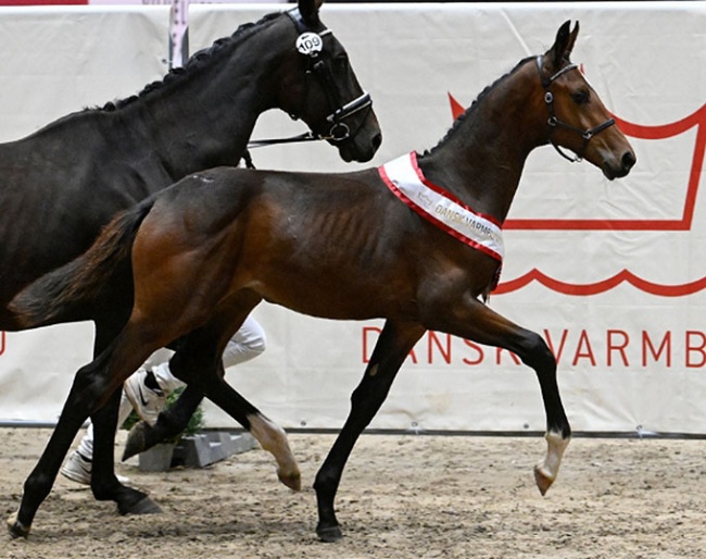 Kamar's Etcetera Noir Hit :: Photo © Ridehesten