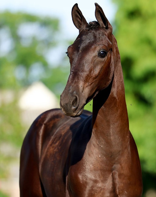 Stal Brouwer Auctions to Close the Auction Season with 90 Foals in Tolbert