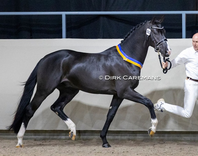 Omar Sharif at the 2022 KWPN Stallion Licensing :: Photo © Dirk Caremans