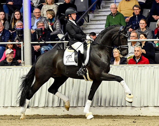 Expectation PS at the Private Stallion Show in Verden in 2024 :: Photo courtesy PS/VDL