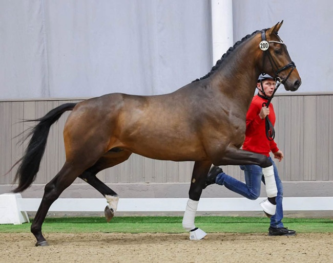 The Hanoverian bred Vitalis / Escolar / Romanov that got accepted to the 2026 Westfalian Stallion Licensing :: Photo © Recki