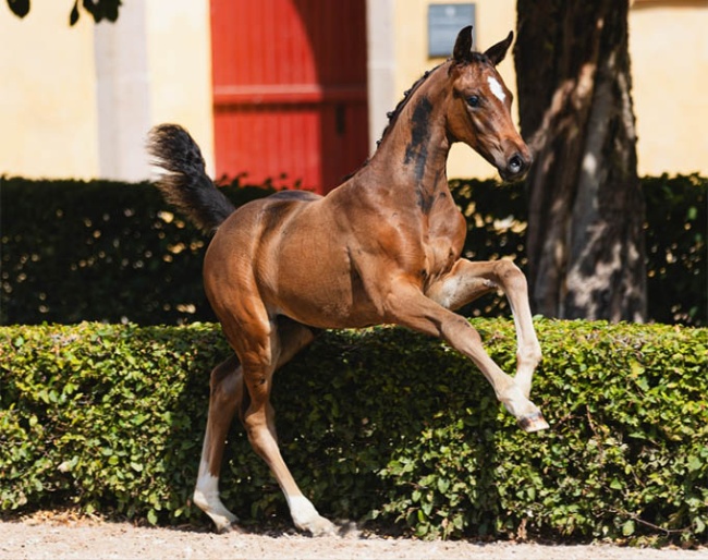 Dreamcesse VH (by Dynamic Dream x Dalwhinnie) 