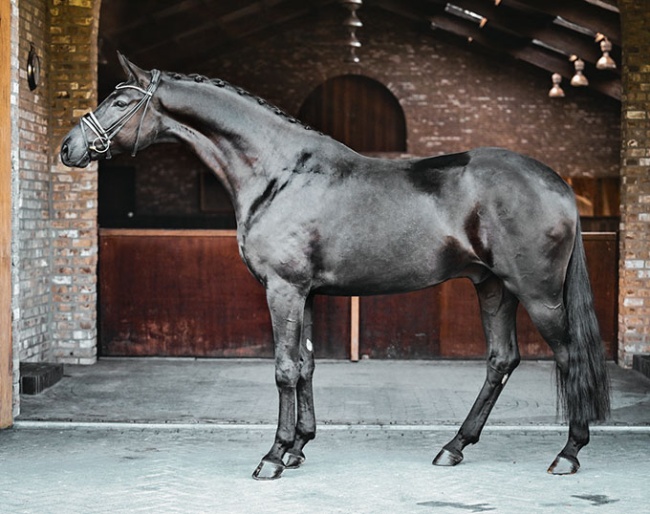 Maxle (by Montgomery X French Kiss X Quick Dancer)
